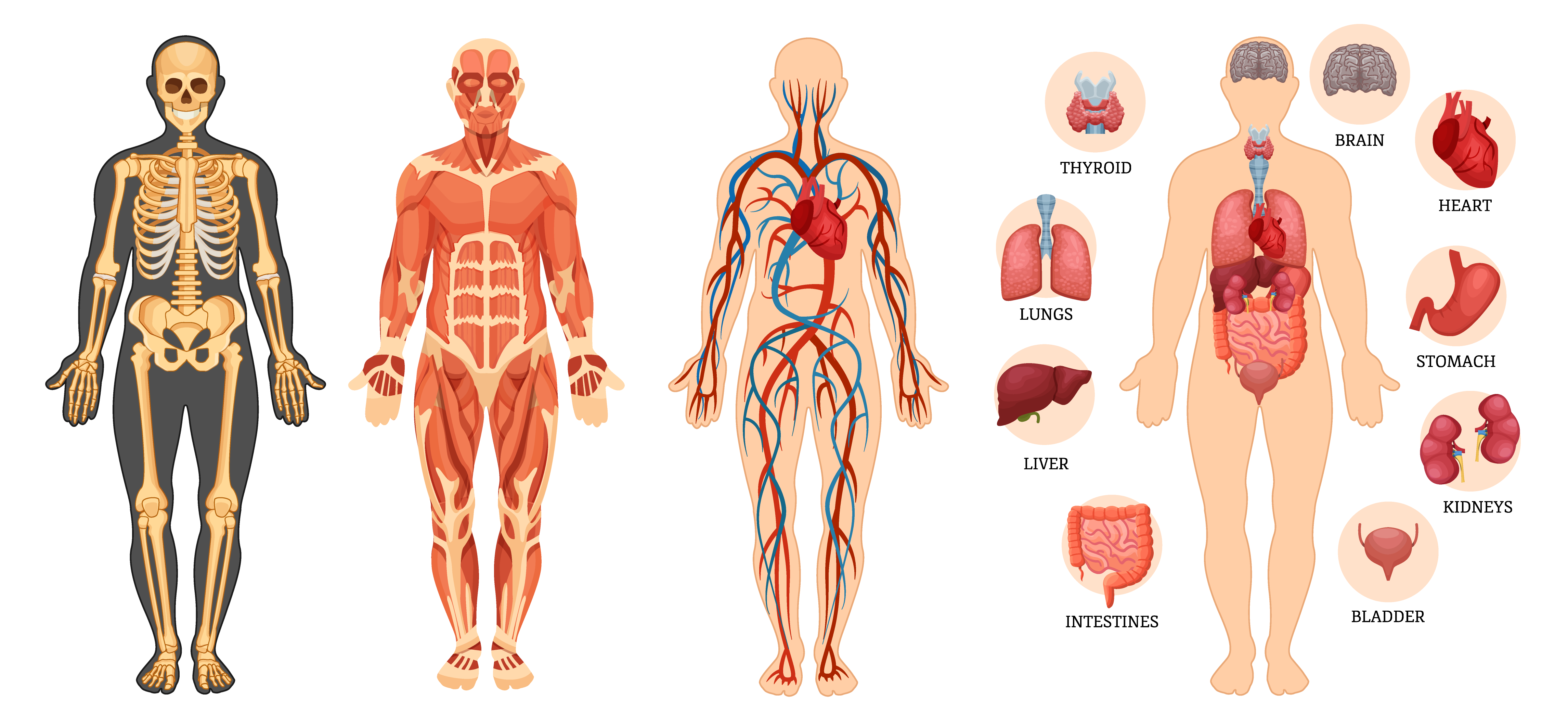 Скелет человека мышцы внутренние органы