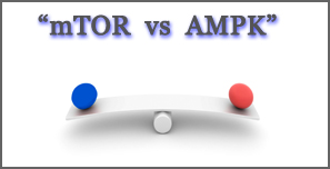 mTOR-vs-AMPK-